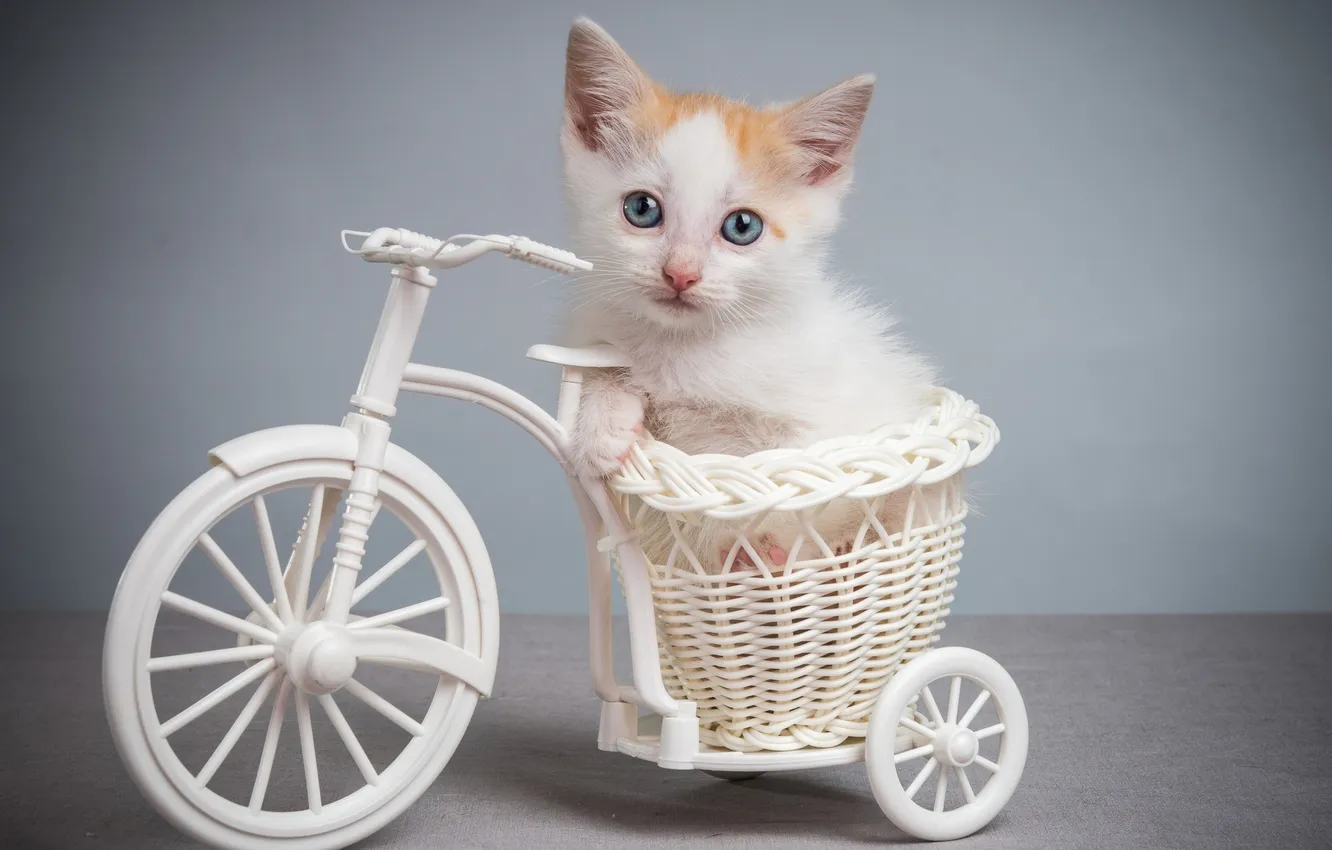 Photo wallpaper bike, kitty, blue-eyed