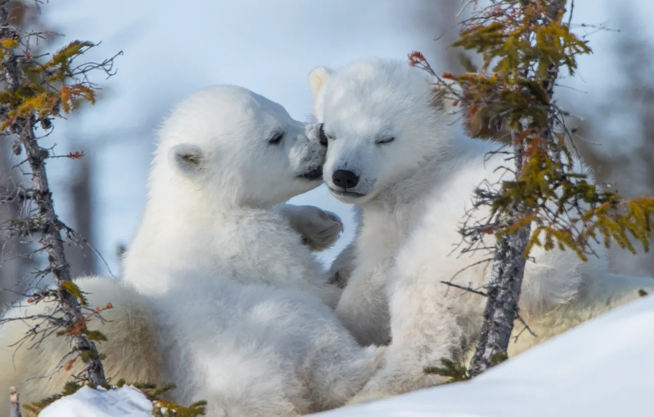 Photo wallpaper kiss, a couple, cubs, Polar bears, Polar bears, medvezhata