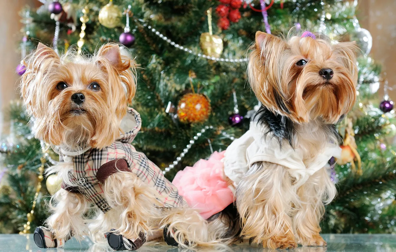 Photo wallpaper tree, new year, Christmas, Terrier, Yorkshire
