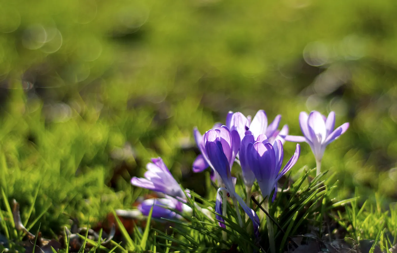 Photo wallpaper purple, macro, flowers, crocuses