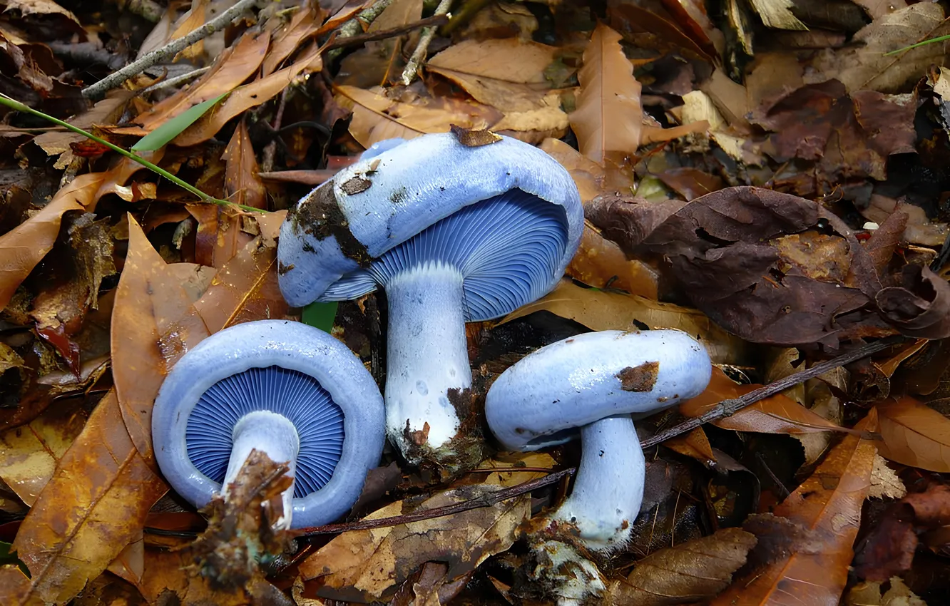 Photo wallpaper leaves, mushrooms, moss
