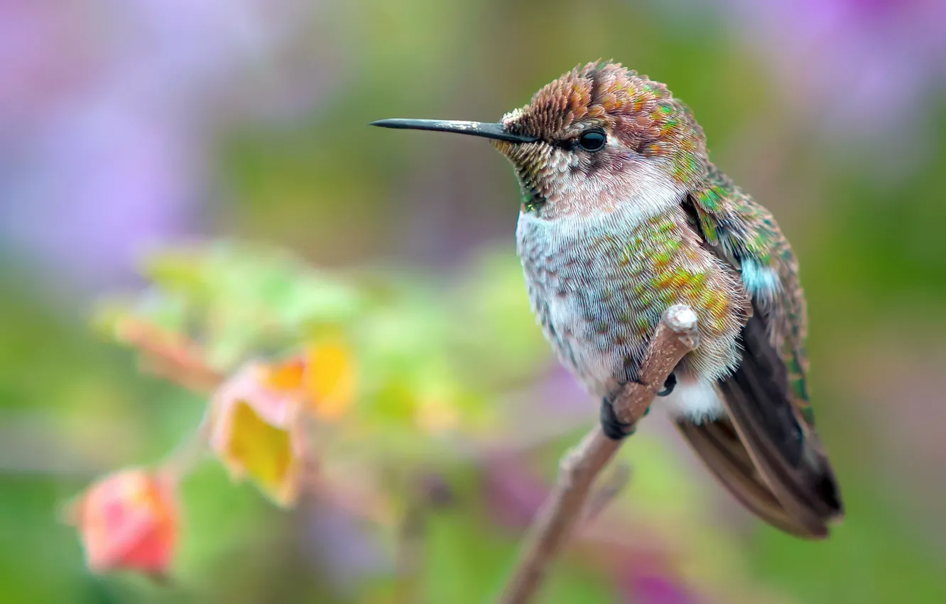 Photo wallpaper background, focus, branch, Hummingbird