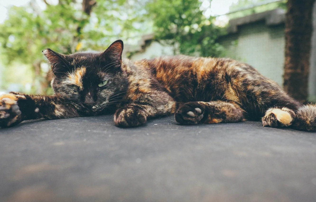 Photo wallpaper cat, lies, cat