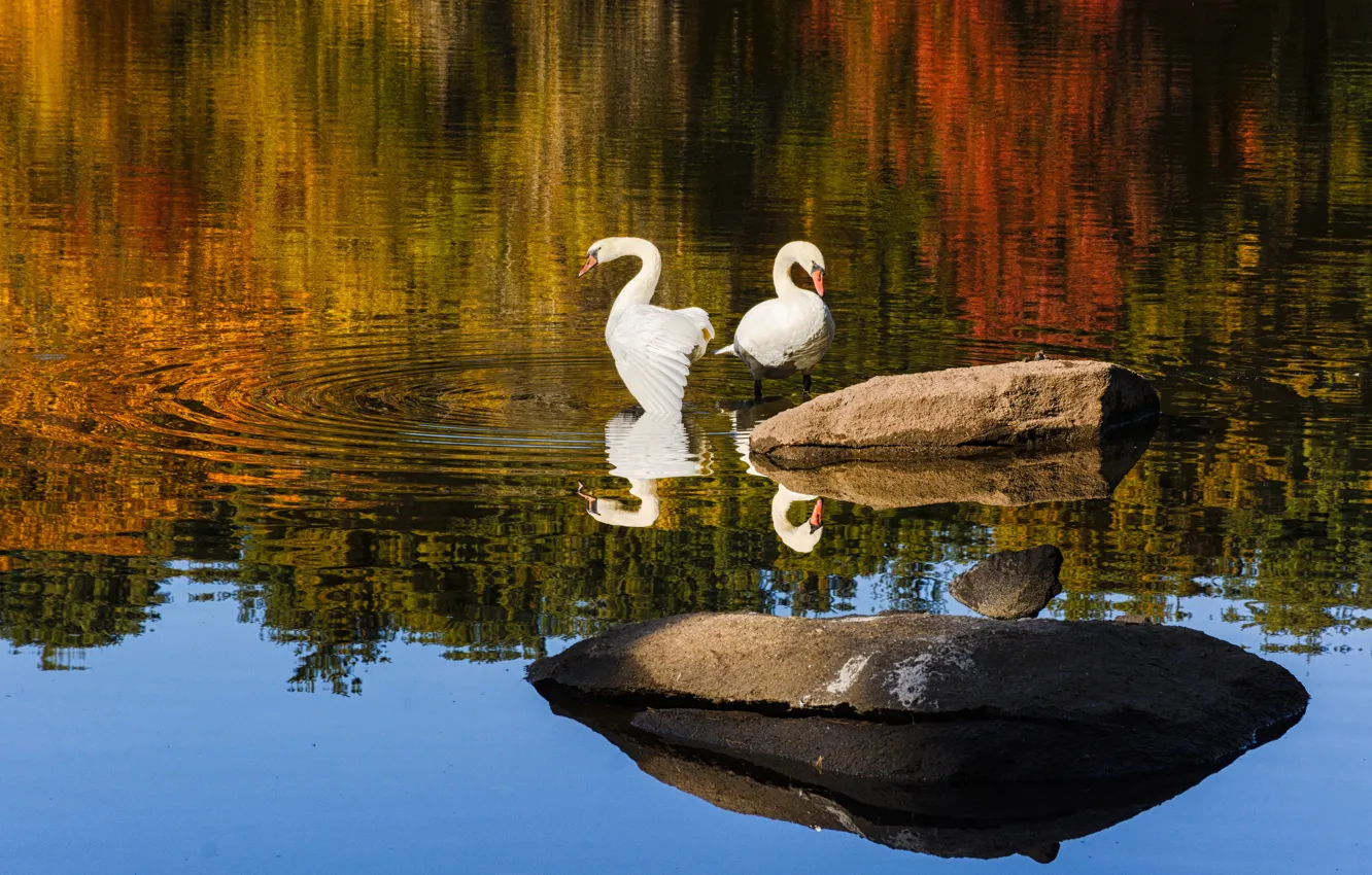 Photo wallpaper reflection, stones, bird, swans, pond, two swans