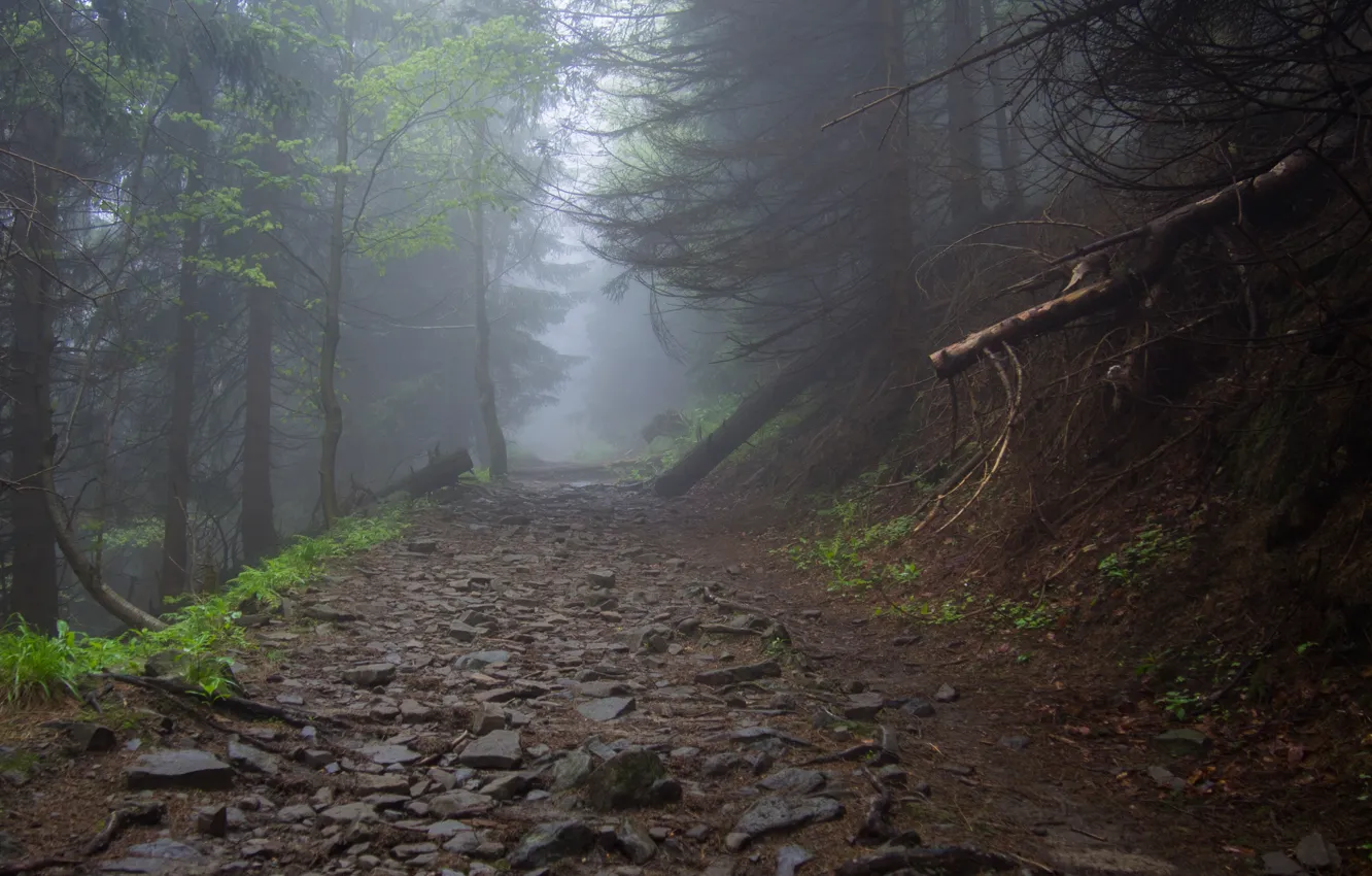 Photo wallpaper forest, trees, nature, fog, path