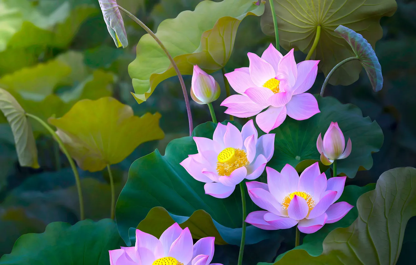 Photo wallpaper leaves, flowers, nature, treatment, art, Lotus, pink, buds