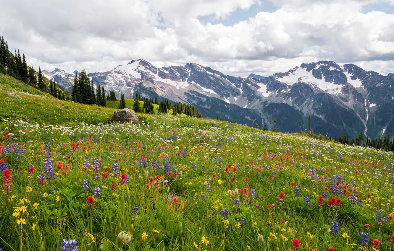 Photo wallpaper flowers, clouds, mountain