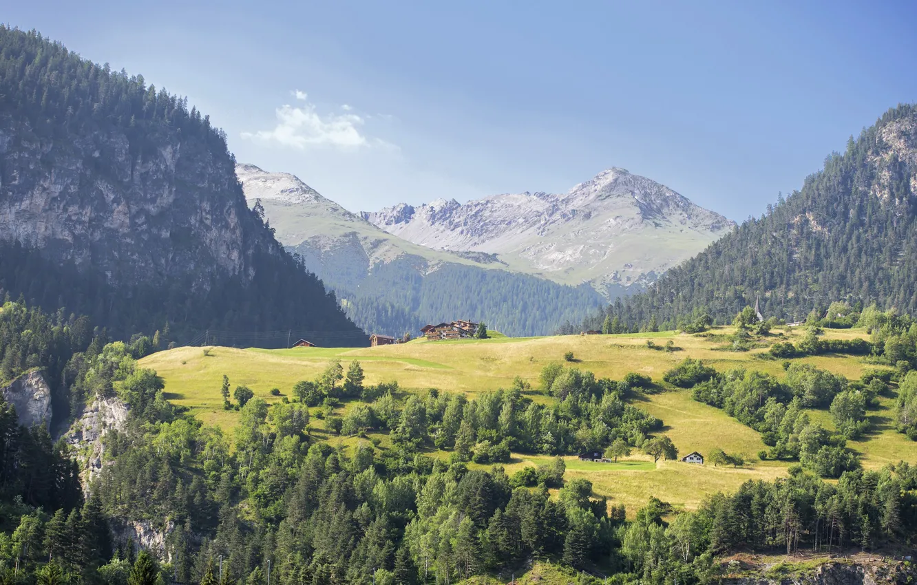 Photo wallpaper wallpaper, nature, tree