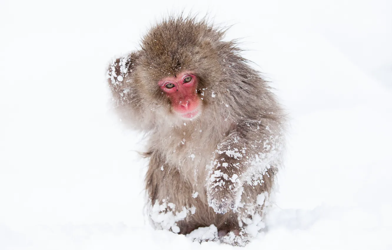 Photo wallpaper pose, monkey, snow