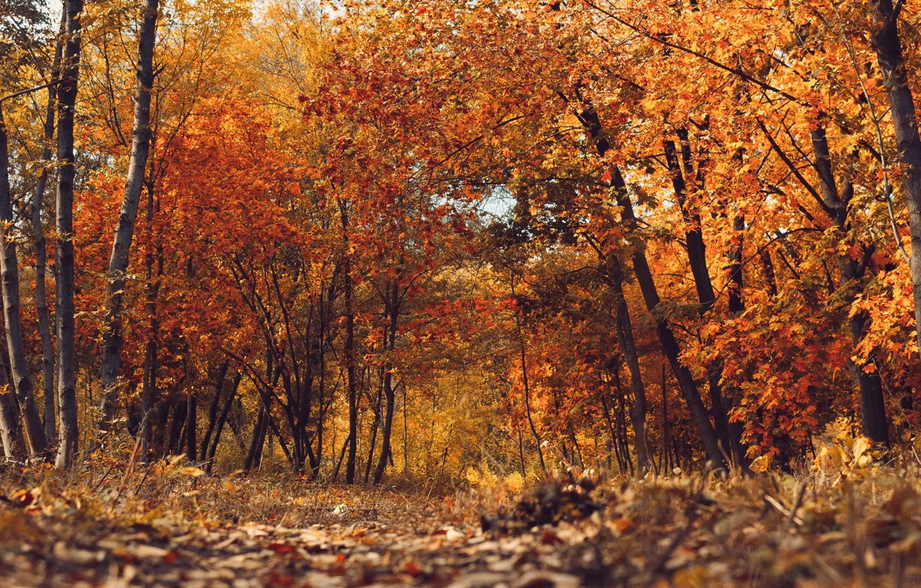 Photo wallpaper autumn, leaves, trees, bridge, Park, forest, nature, yellow