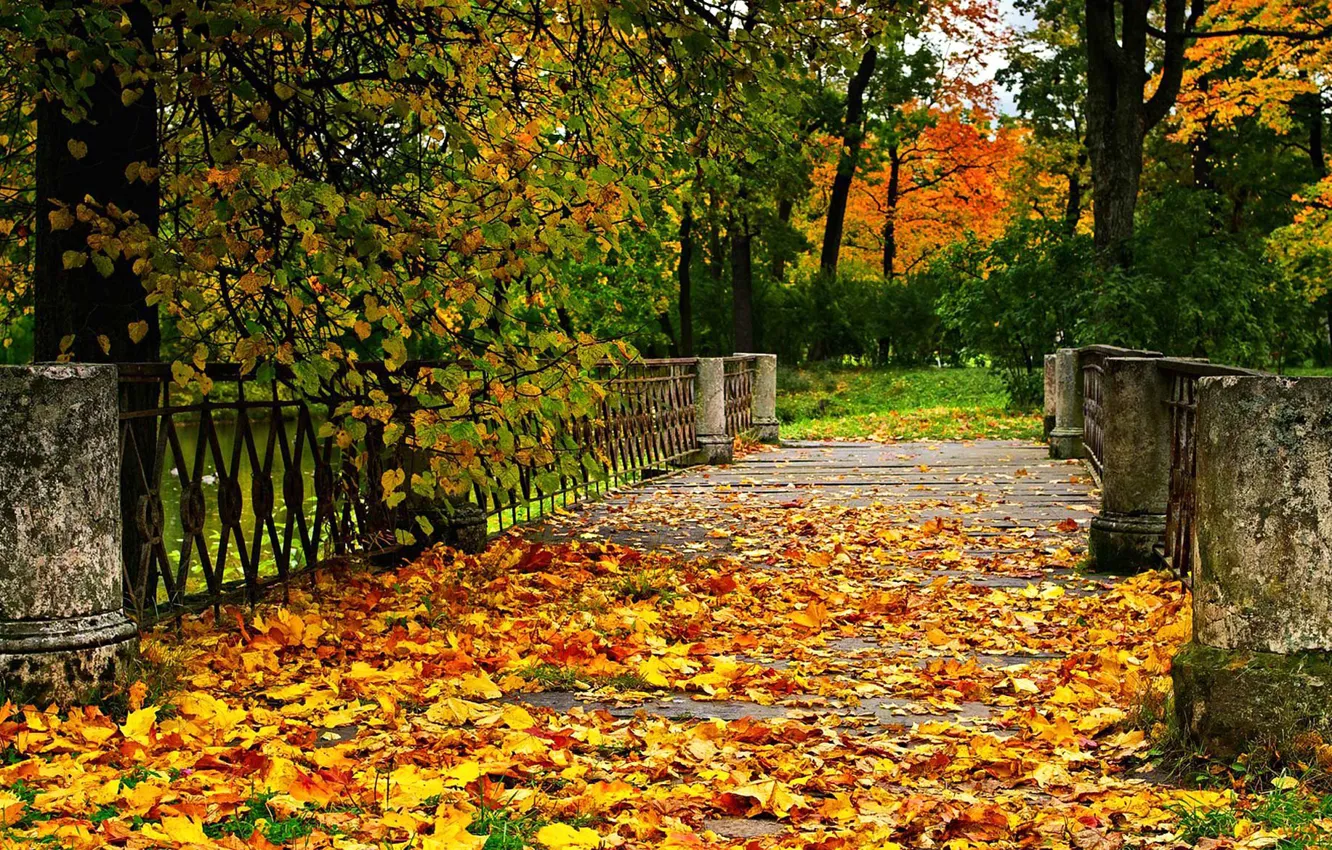 Photo wallpaper autumn, leaves, trees, Park