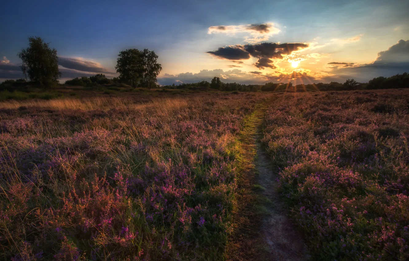 Photo wallpaper road, field, summer, the sky, the sun, clouds, rays, landscape