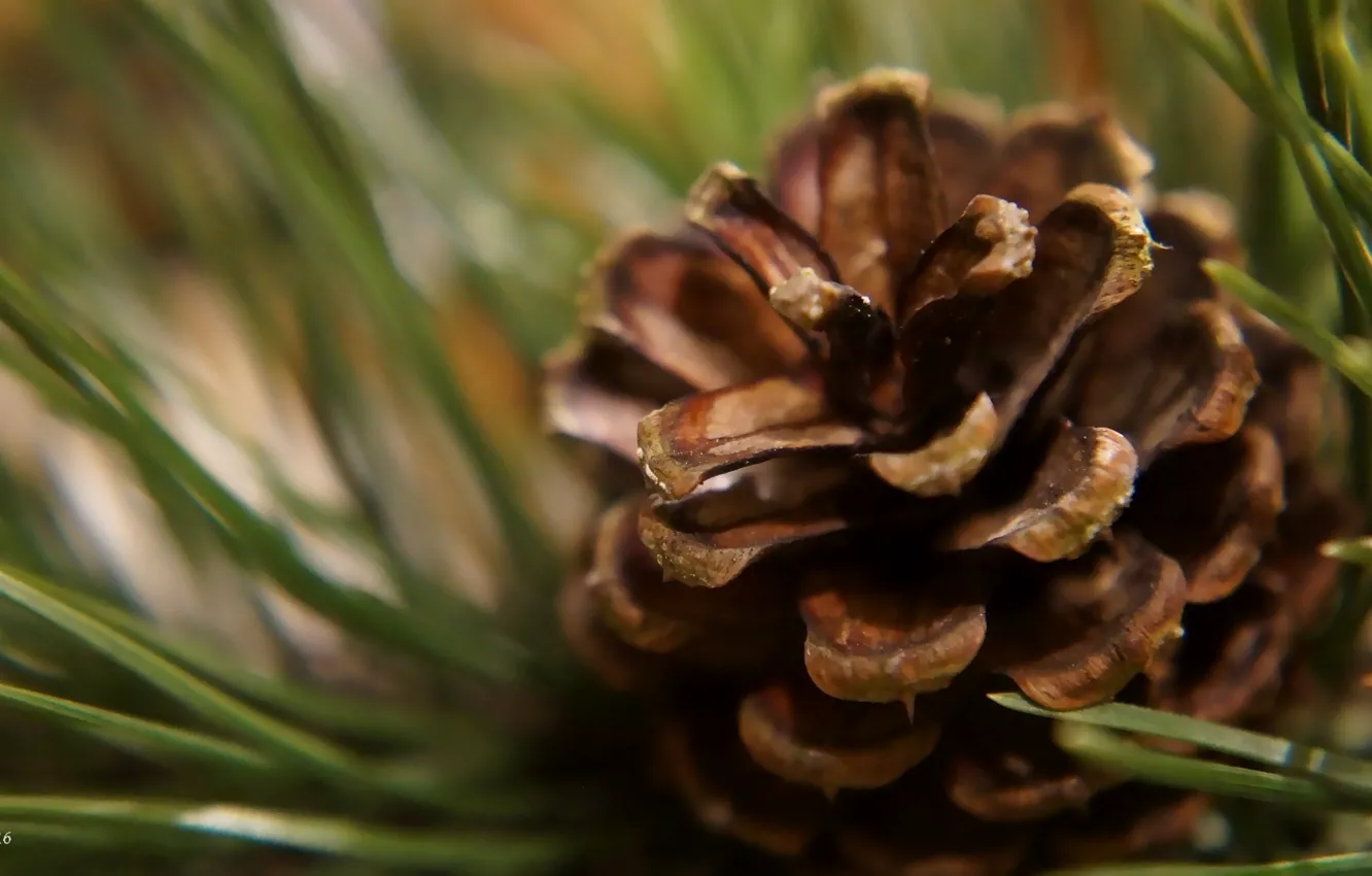 Photo wallpaper pine, twig, cone