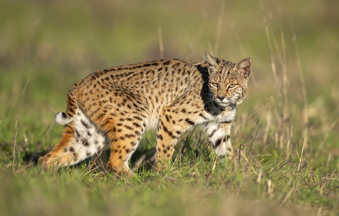 Photo wallpaper pose, look, lynx, light, field, walk, grass