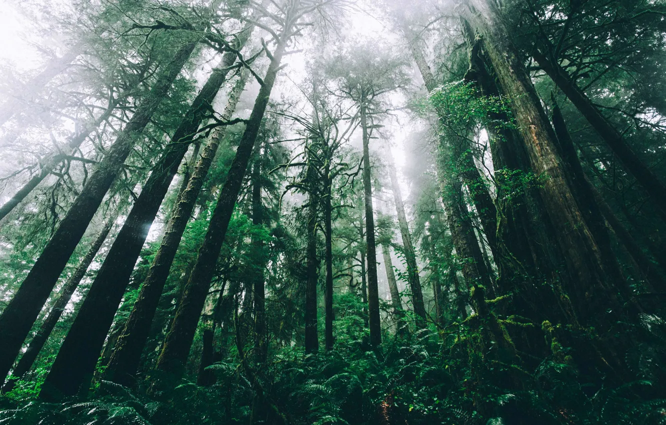 Photo wallpaper forest, trees, nature, fern