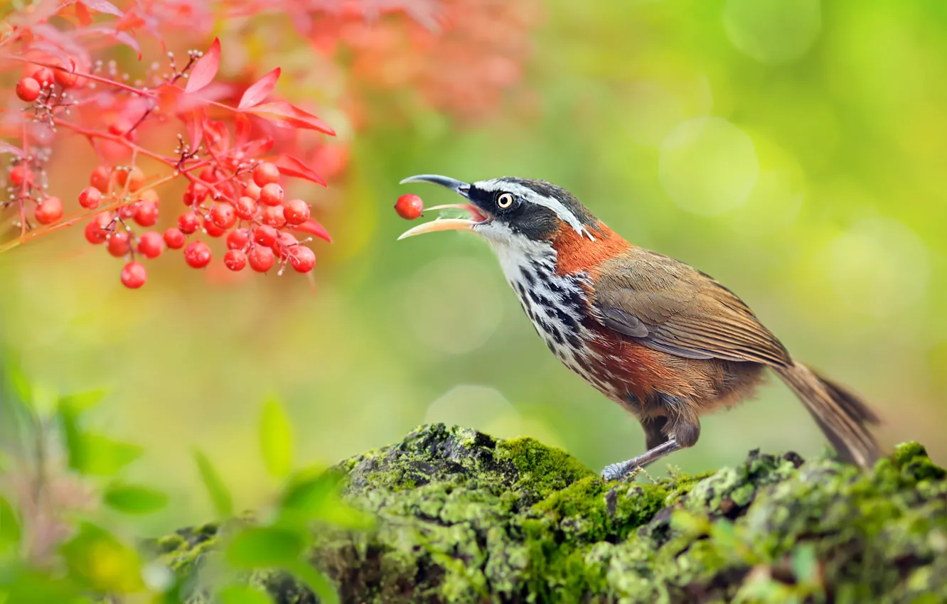 Photo wallpaper leaves, berries, stones, bird, moss, bokeh