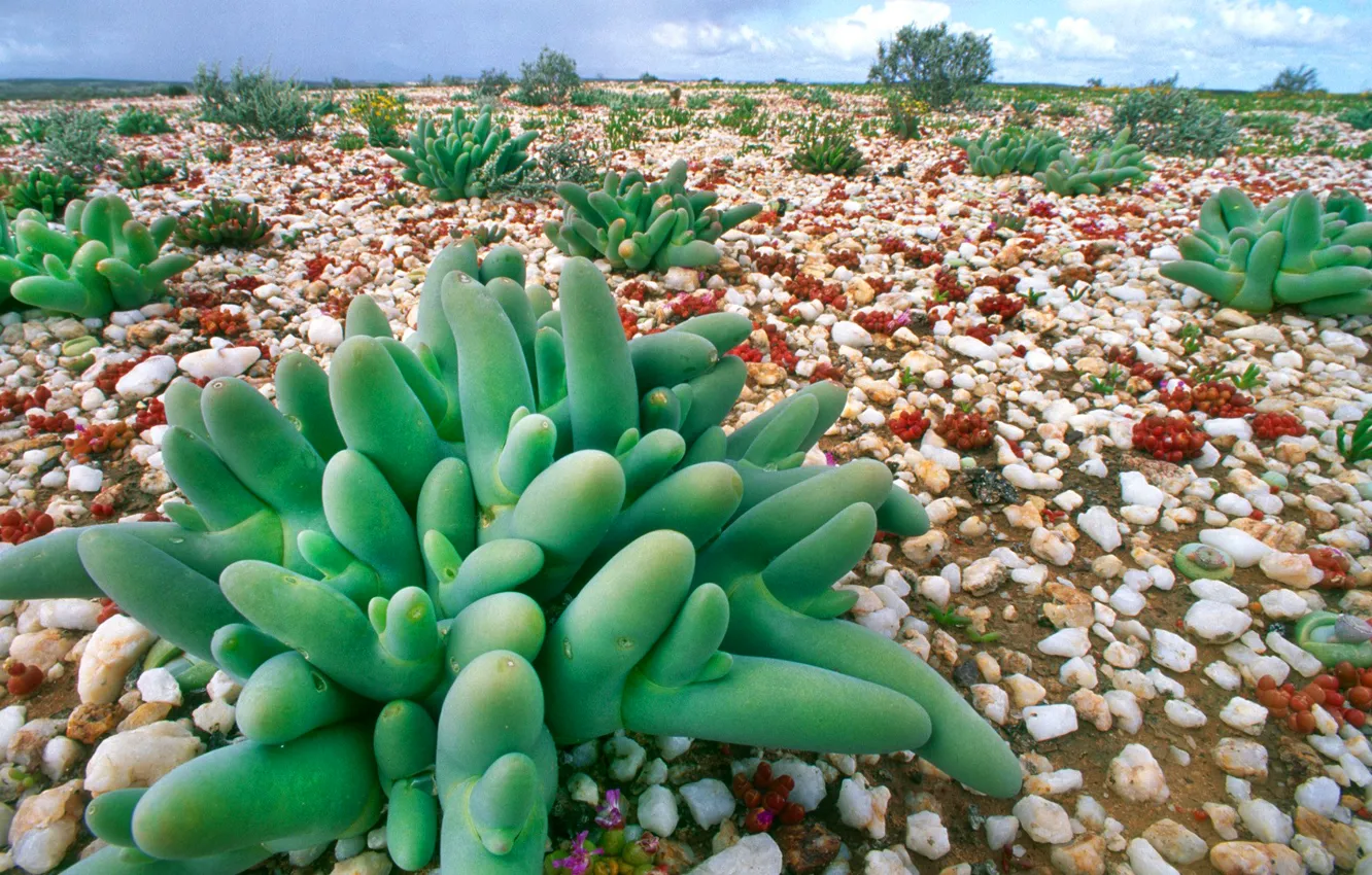 Photo wallpaper the sky, stones, plant, color, exotic