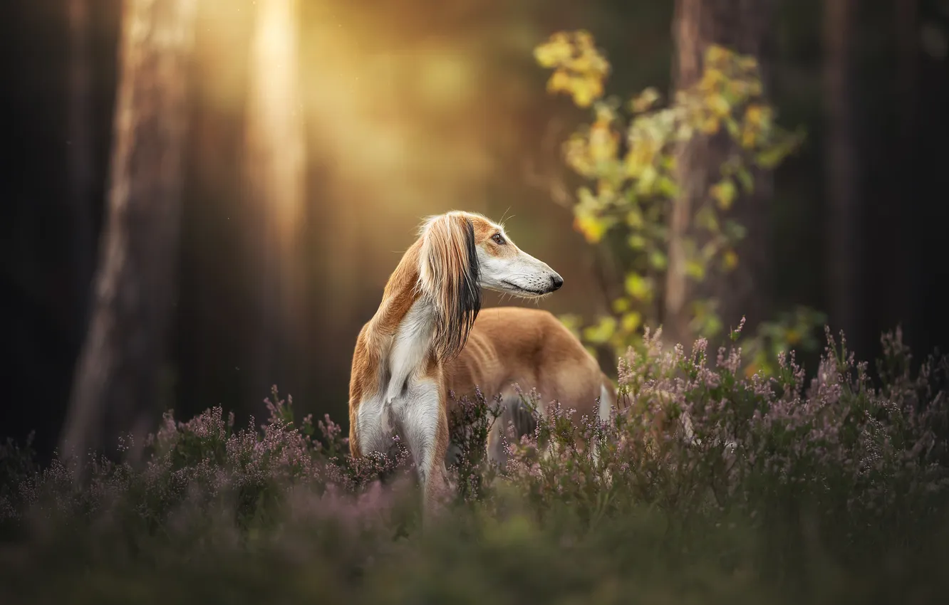 Photo wallpaper dog, Heather, Saluki, Persian Greyhound