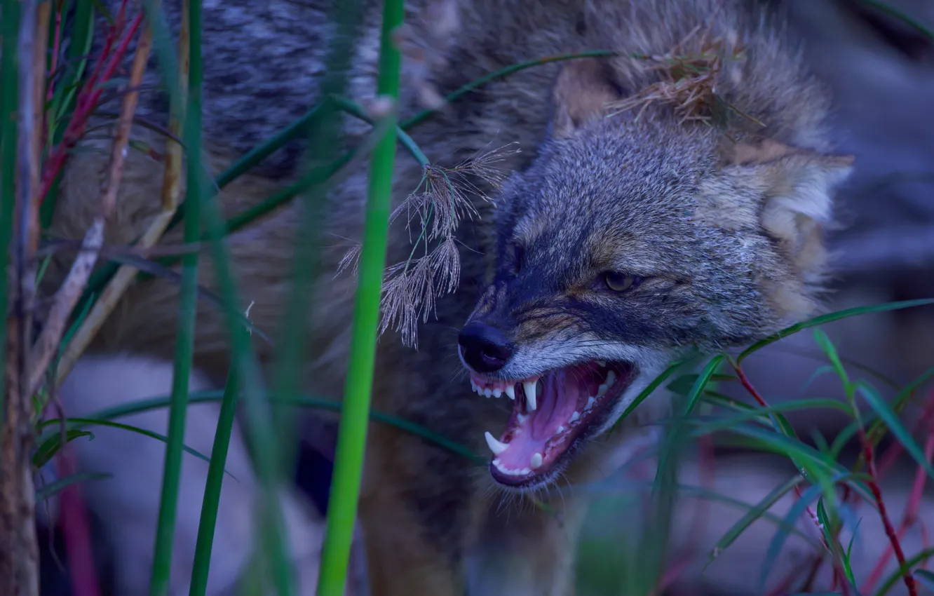 Photo wallpaper face, branches, mouth, grin, Jackal