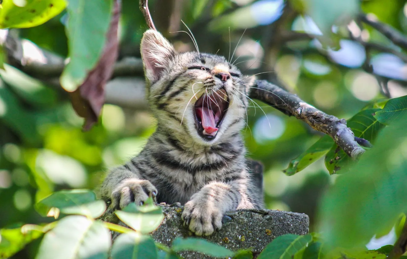 Photo wallpaper greens, leaves, branches, grey, kitty, yawns
