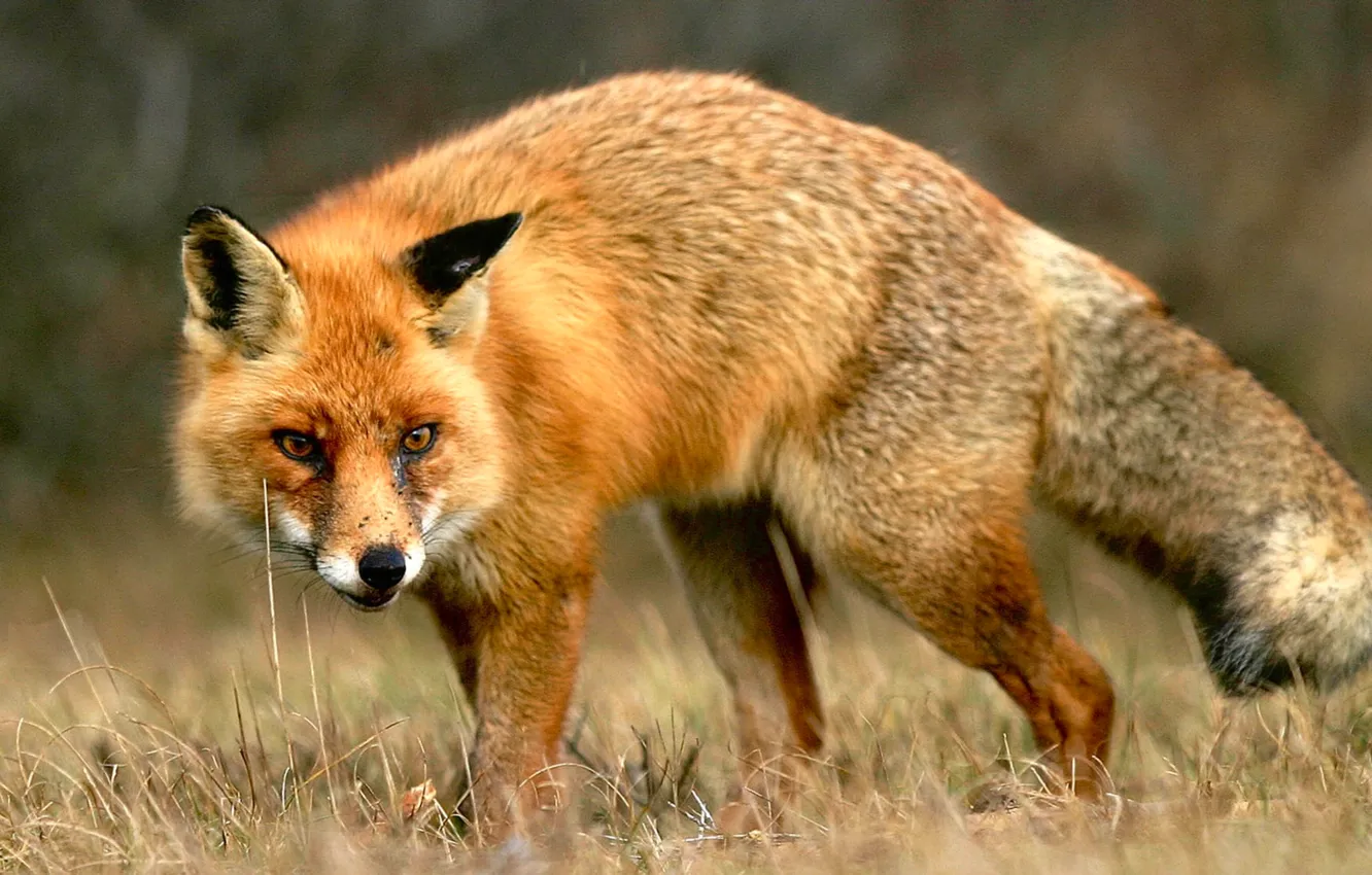 Photo wallpaper photography, fox, animals, nature, animals in the wild, animal wildlife