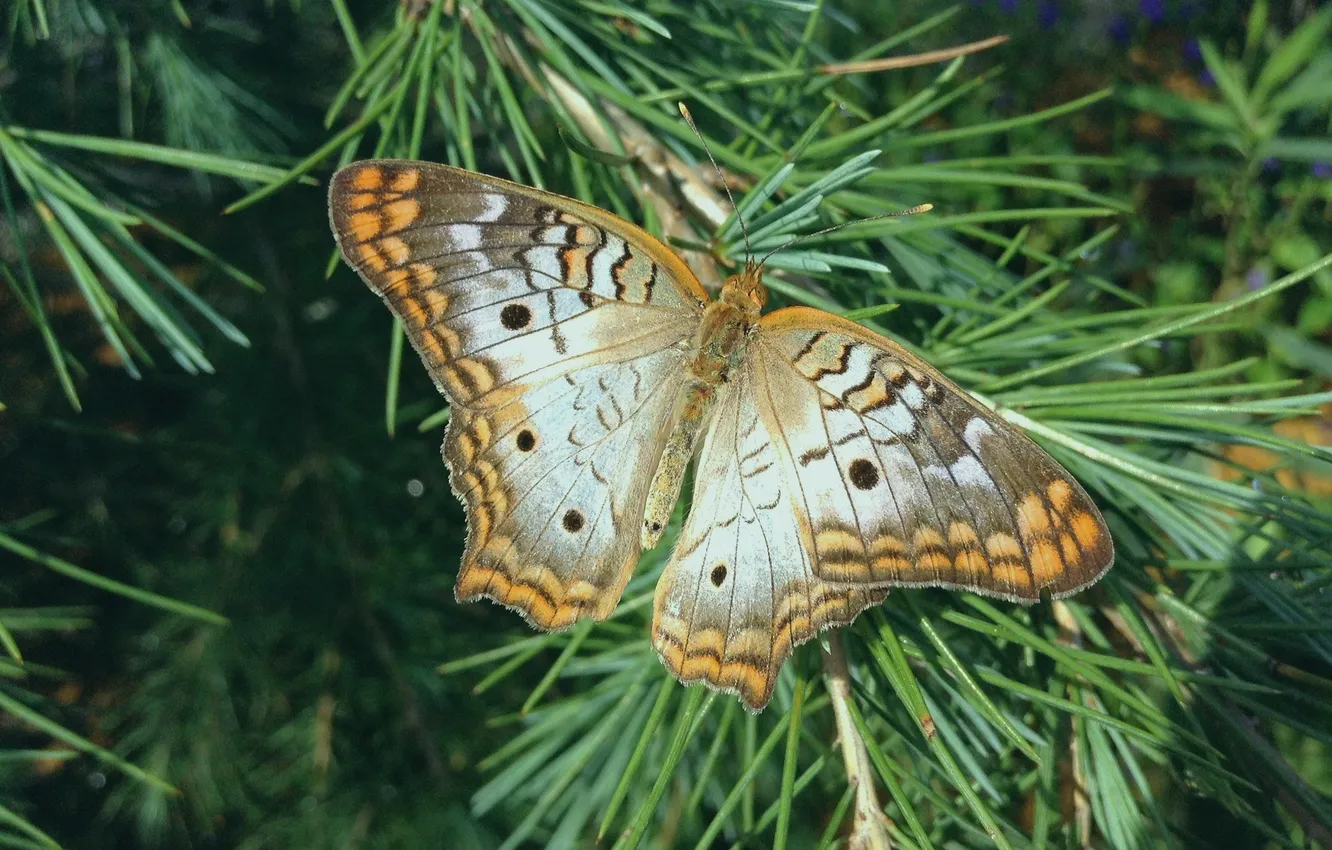 Photo wallpaper butterfly, wings, beautiful, closeup, spruce branch