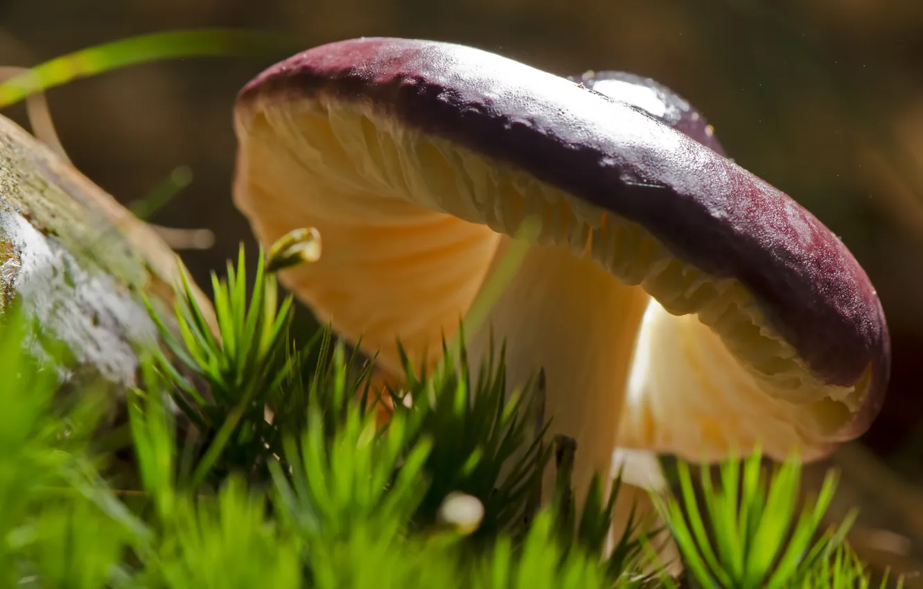 Photo wallpaper macro, mushrooms, moss