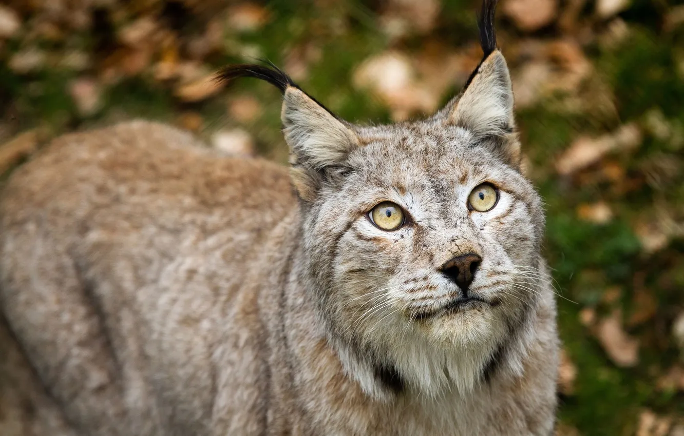 Photo wallpaper head, Lynx, fur gray