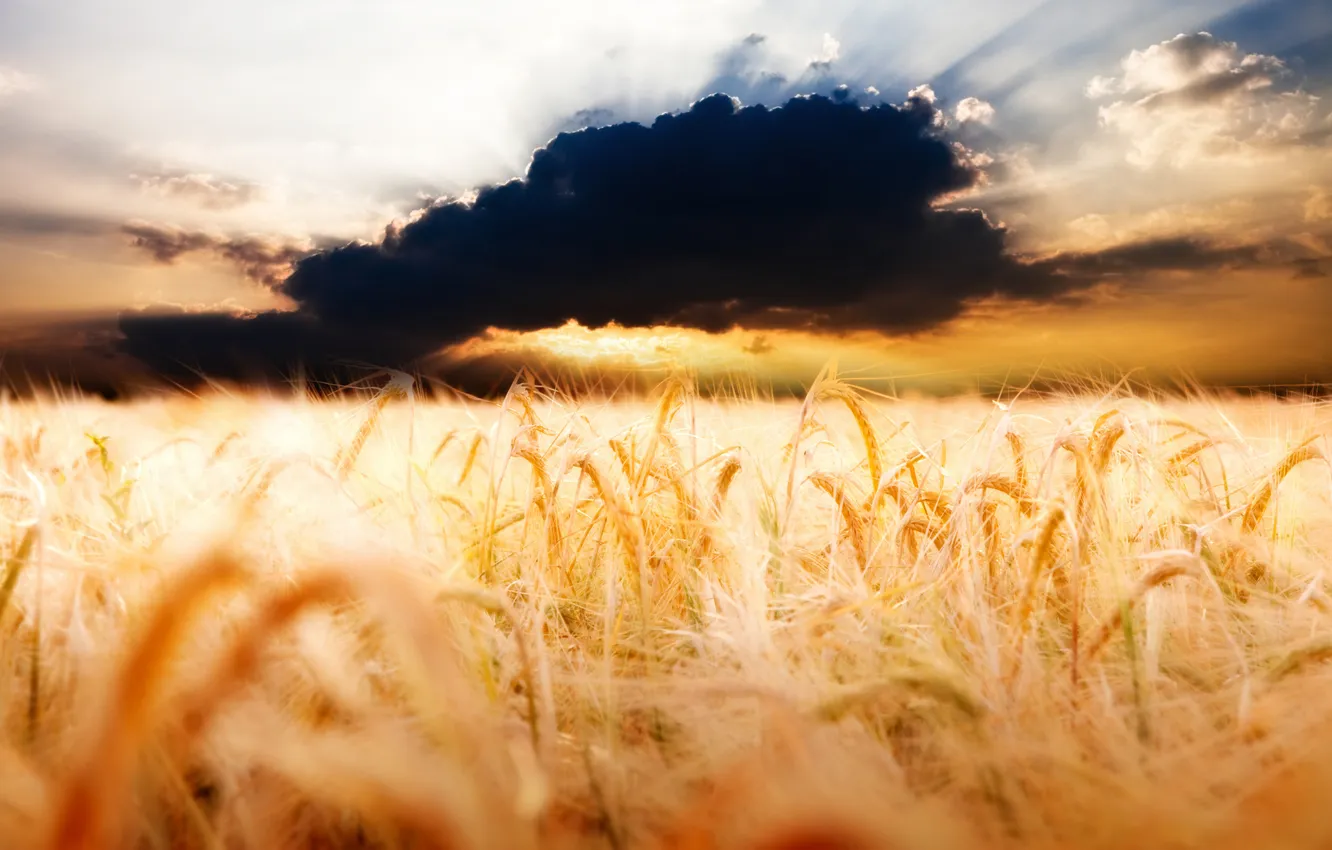 Photo wallpaper wheat, field, clouds, photo, landscapes, cloud, ears