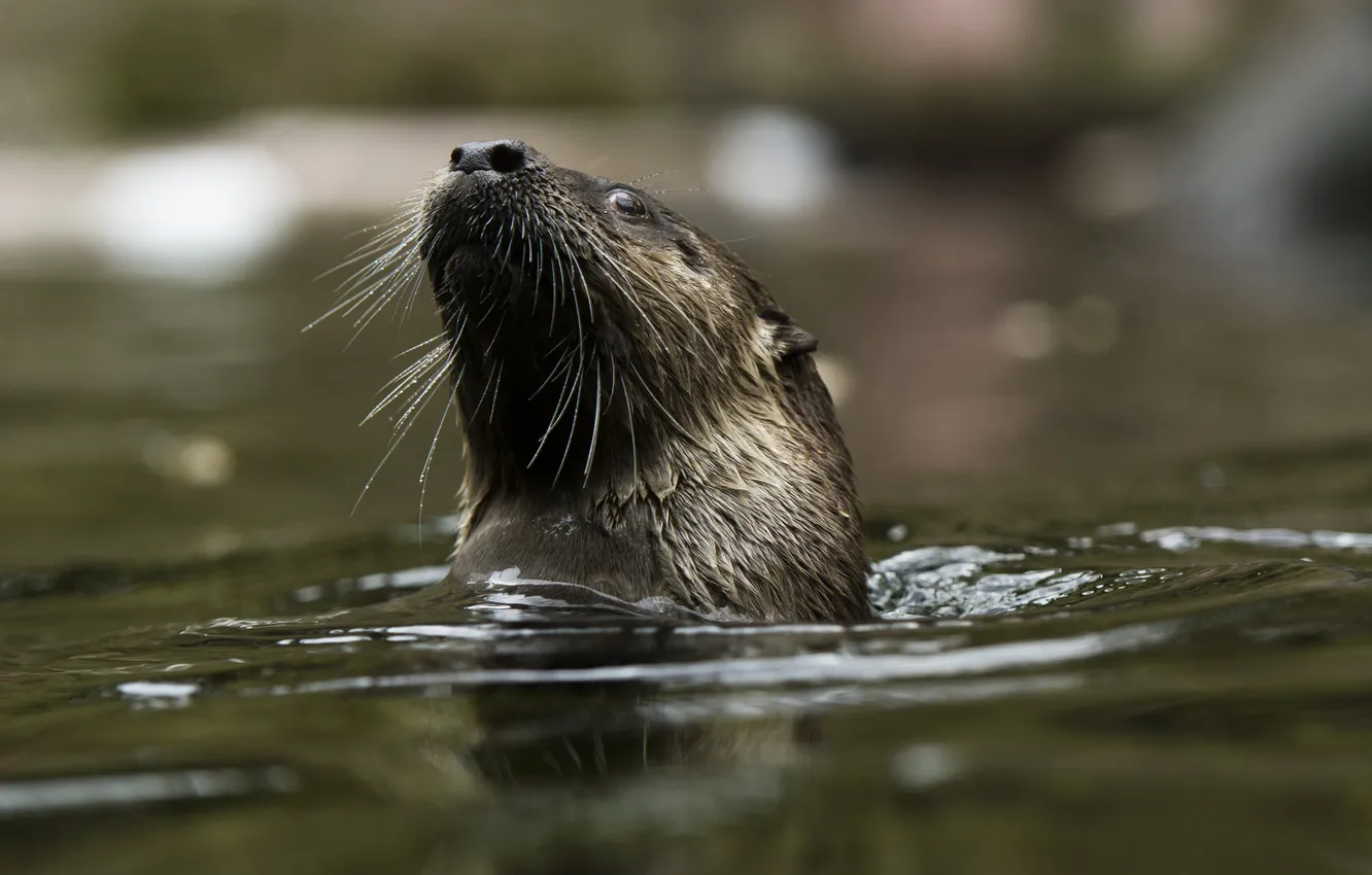 Photo wallpaper mustache, bathing, muzzle, pond, otter