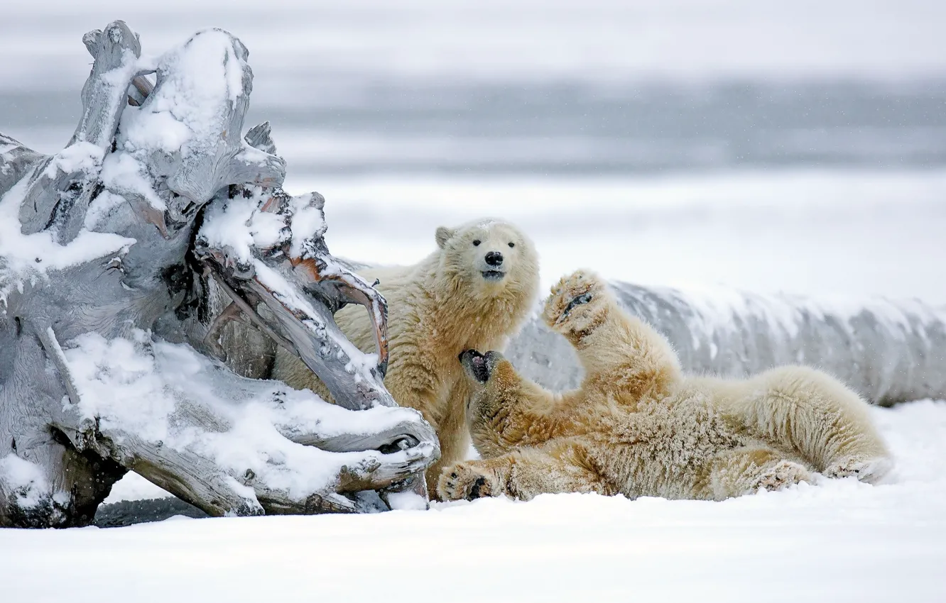 Photo wallpaper winter, snow, bears, Alaska, snag, bears, polar bears