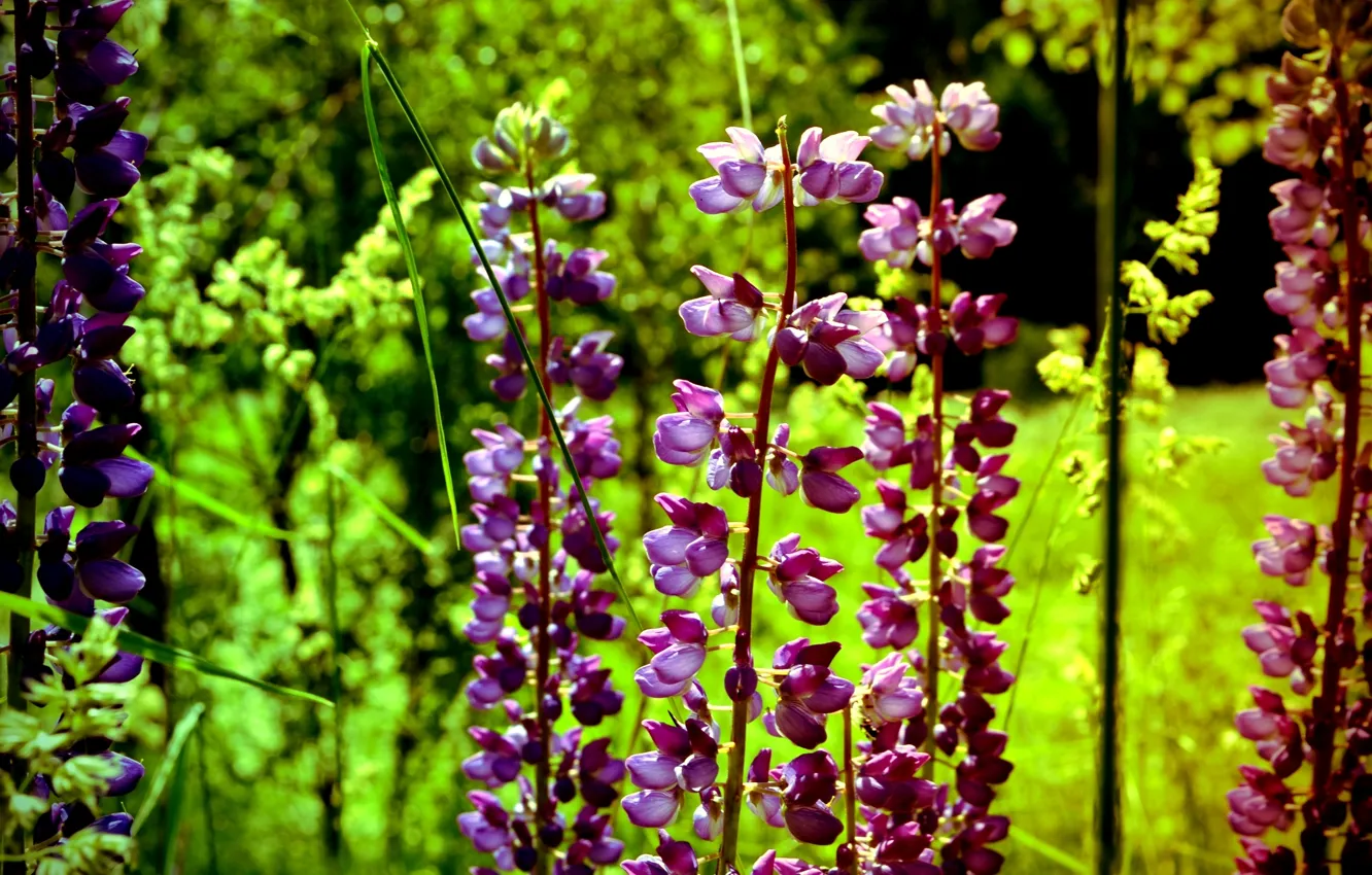 Photo wallpaper macro, flowers, meadow