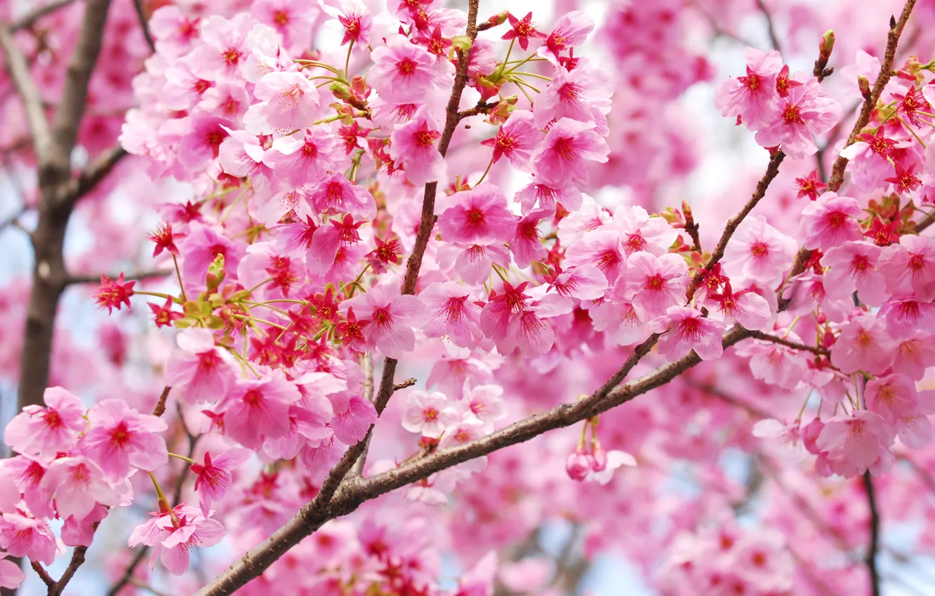 Photo wallpaper branches, beauty, spring, colorful, Sakura, Sakura, flowering, blossom