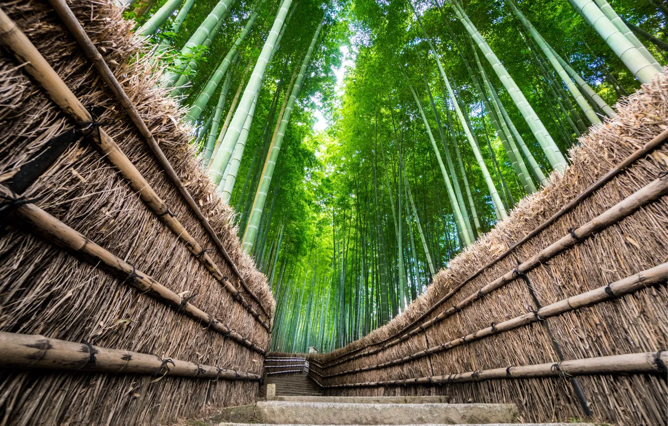 Photo wallpaper Nature, Road, The fence, Japan, Forest, Trail, Bamboo, Landscape
