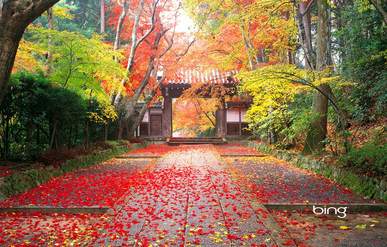 Photo wallpaper forest, japan, nature