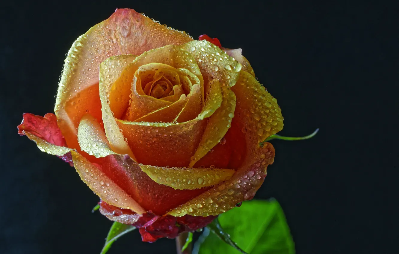 Photo wallpaper drops, roses, black background