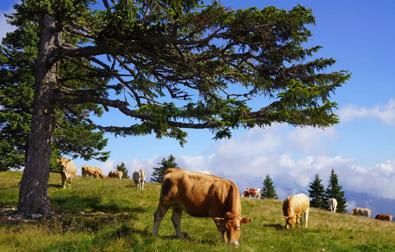 Photo wallpaper tree, cow, cows, pasture