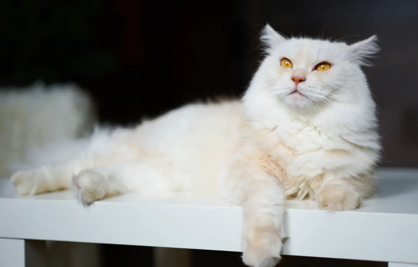 Photo wallpaper cat, cat, look, bench, pose, the dark background, lies, white