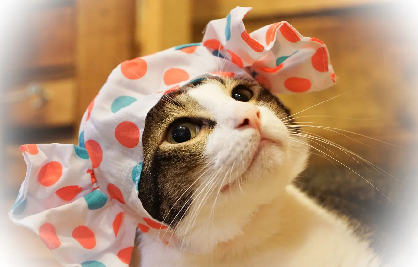 Photo wallpaper cat, cat, look, face, close-up, background, Board, portrait