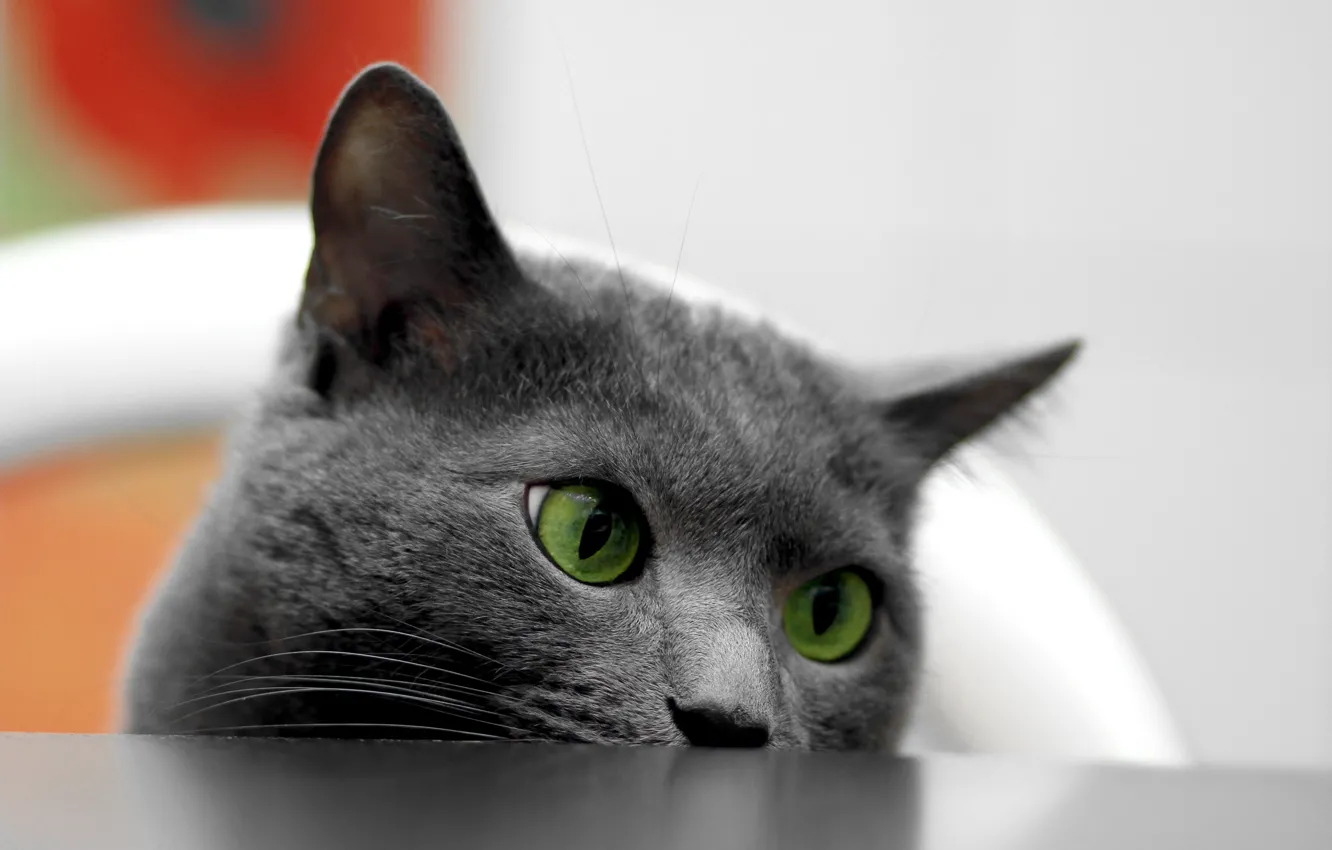 Photo wallpaper cat, eyes, table
