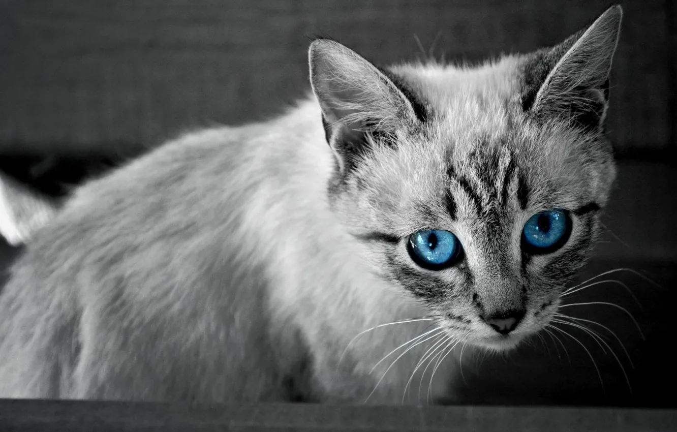 Photo wallpaper cat, the evening, black and white, blue eyes, cottage