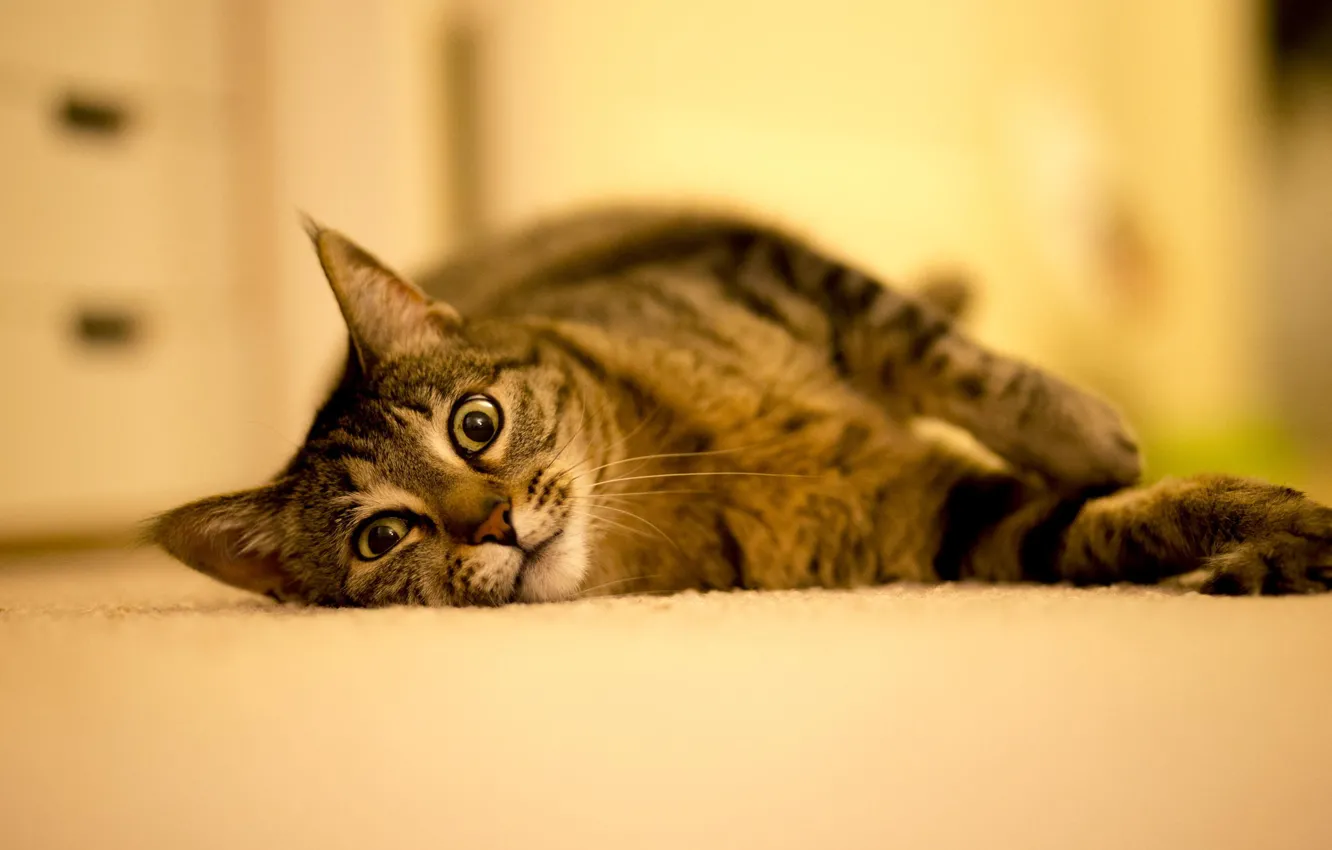 Photo wallpaper cat, animals, cat, look, floor, lies