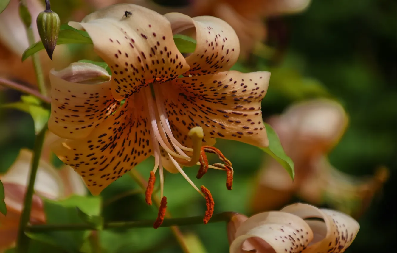 Photo wallpaper summer, flowers, Lily