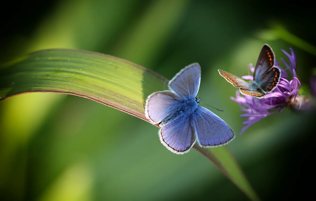 Photo wallpaper macro, flowers, nature, butterfly, pair, a blade of grass, Marilena Factor