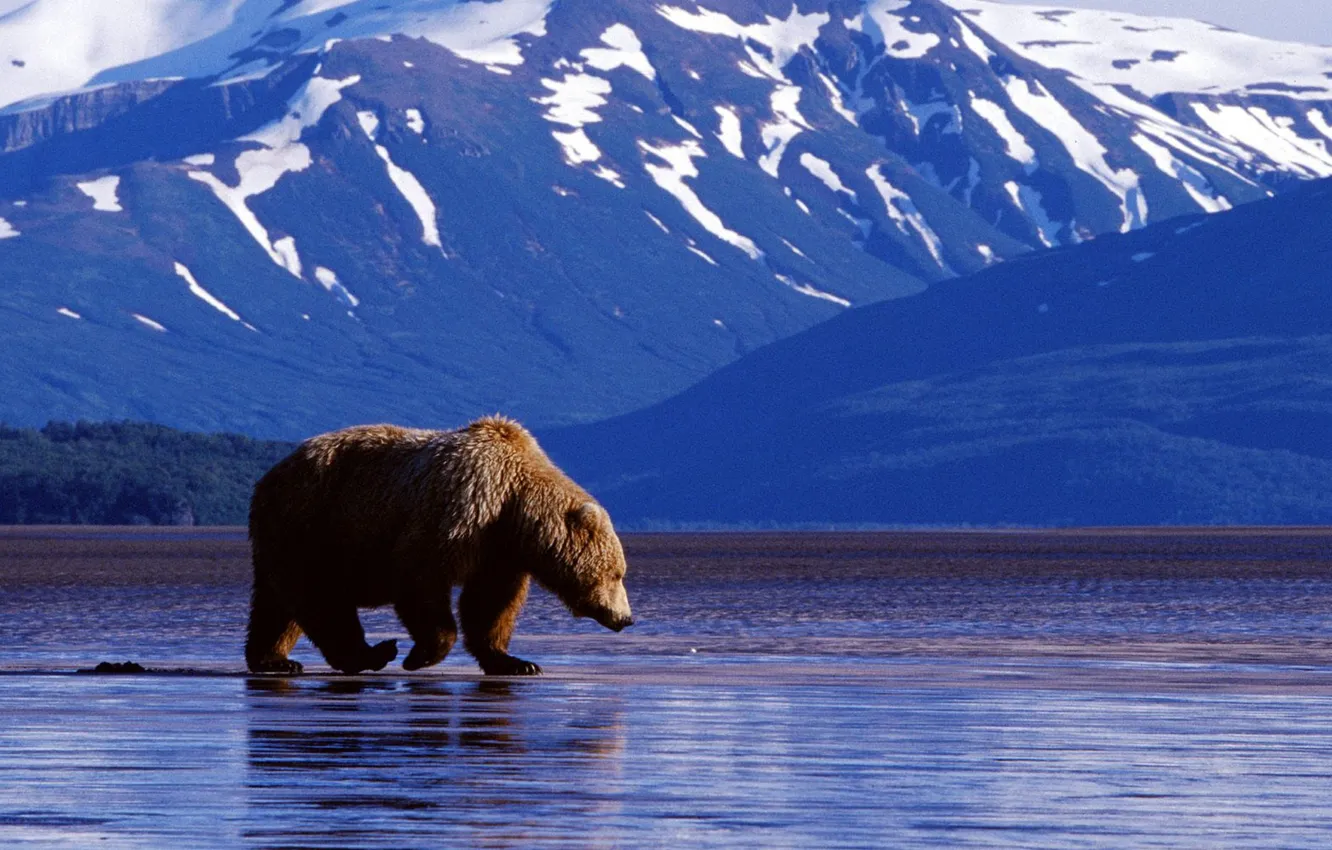Photo wallpaper water, mountains, background, bear
