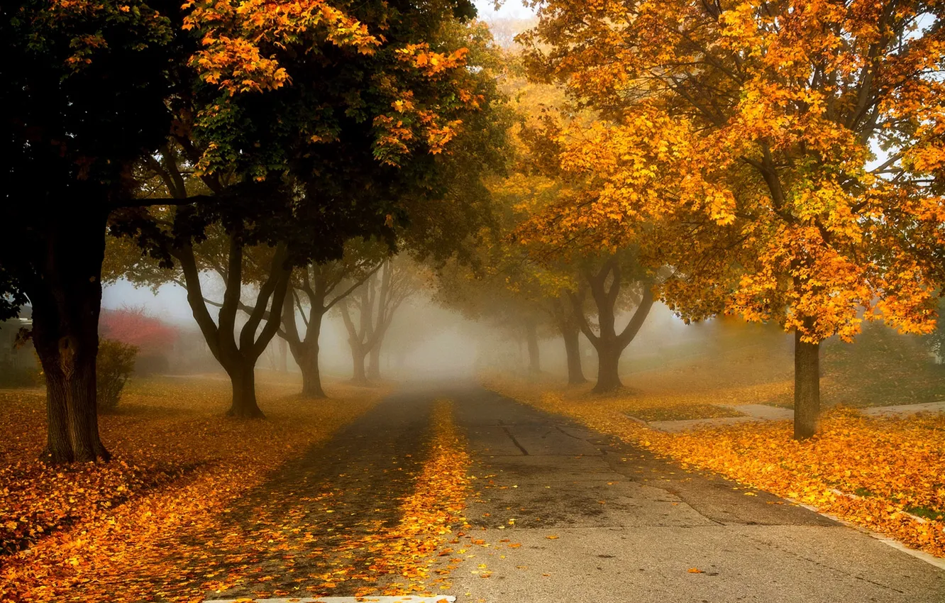 Photo wallpaper road, autumn, leaves, nature, colors, colorful, road, trees