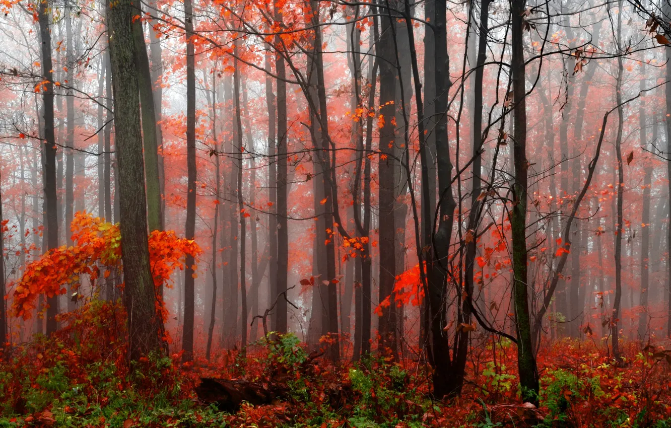 Photo wallpaper autumn, forest, trees, fog