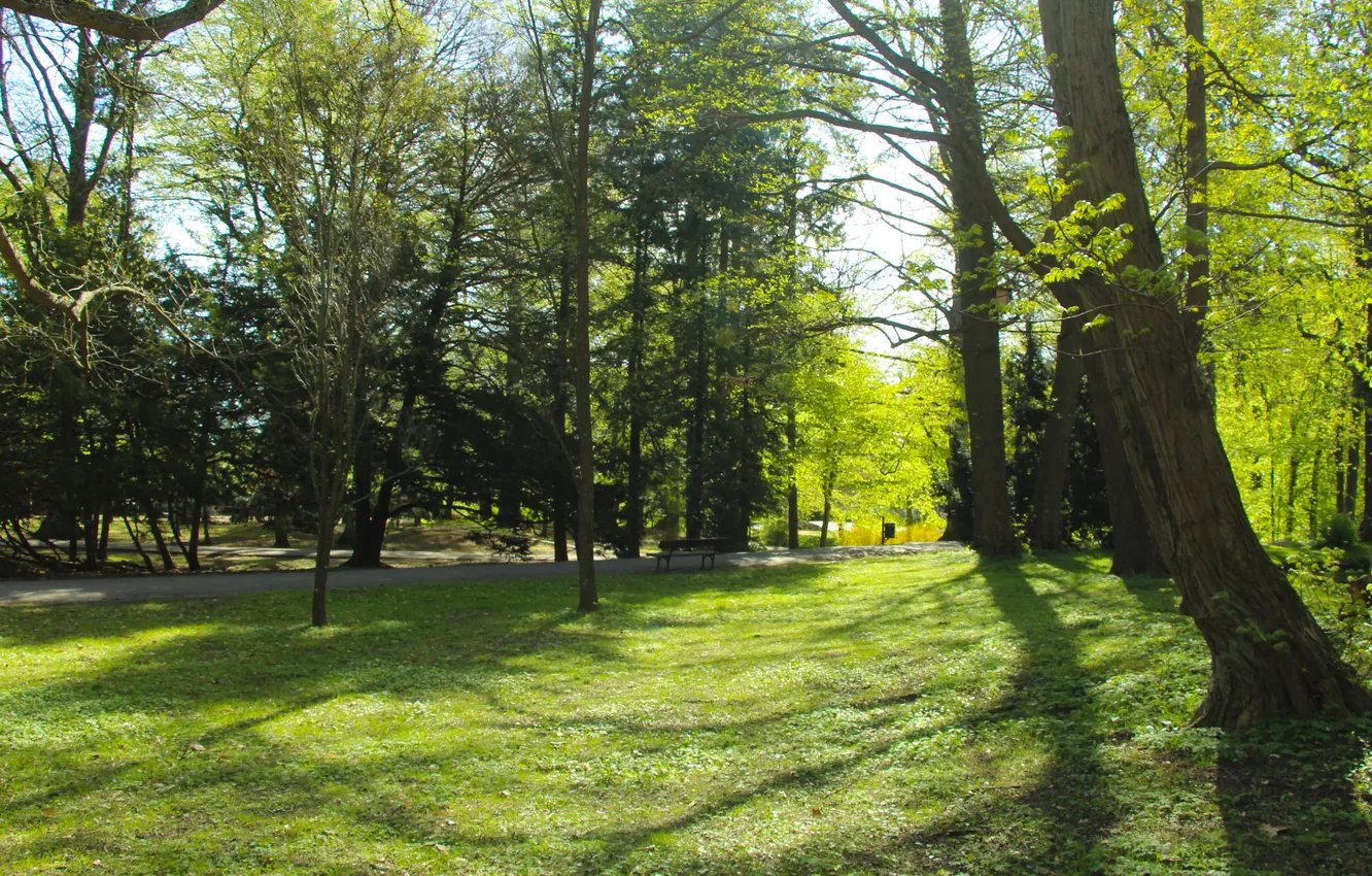 Photo wallpaper trees, park, spring