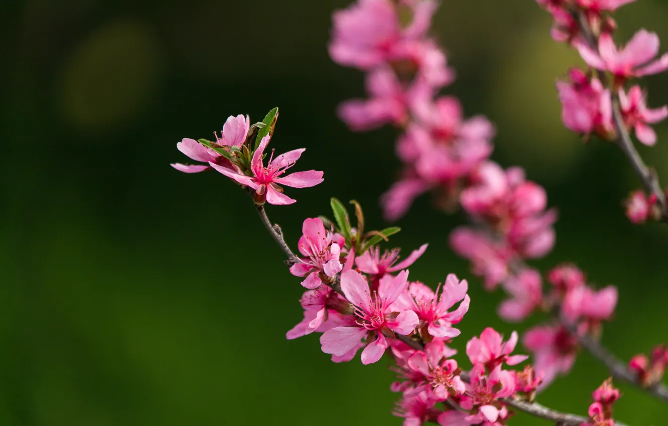Photo wallpaper spring, flowering, pink flowers, bokeh, bokeh, spring, prunes, Pink flowers