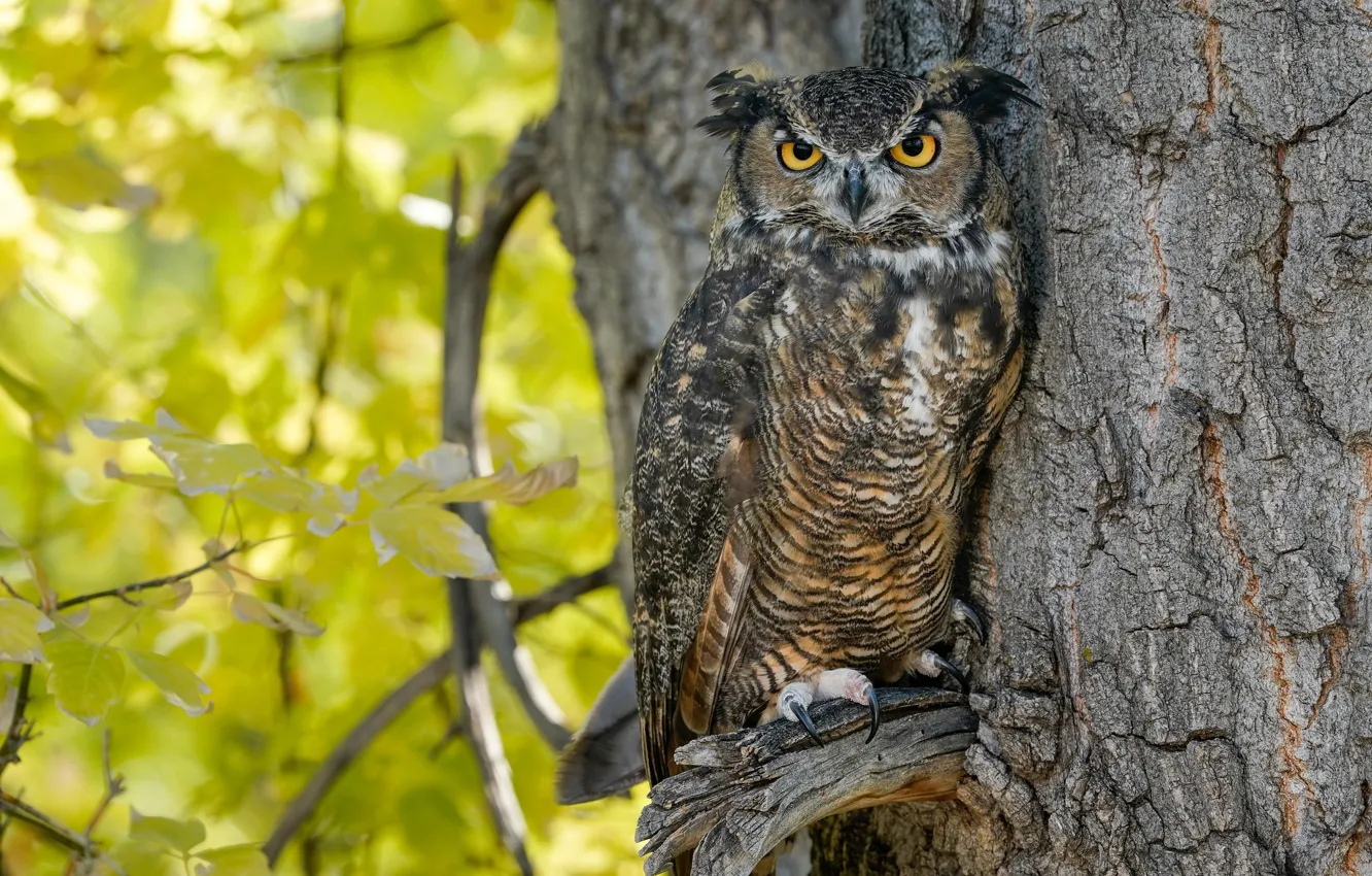 Photo wallpaper trees, owl, owl, foliage, bird, branches, autumn